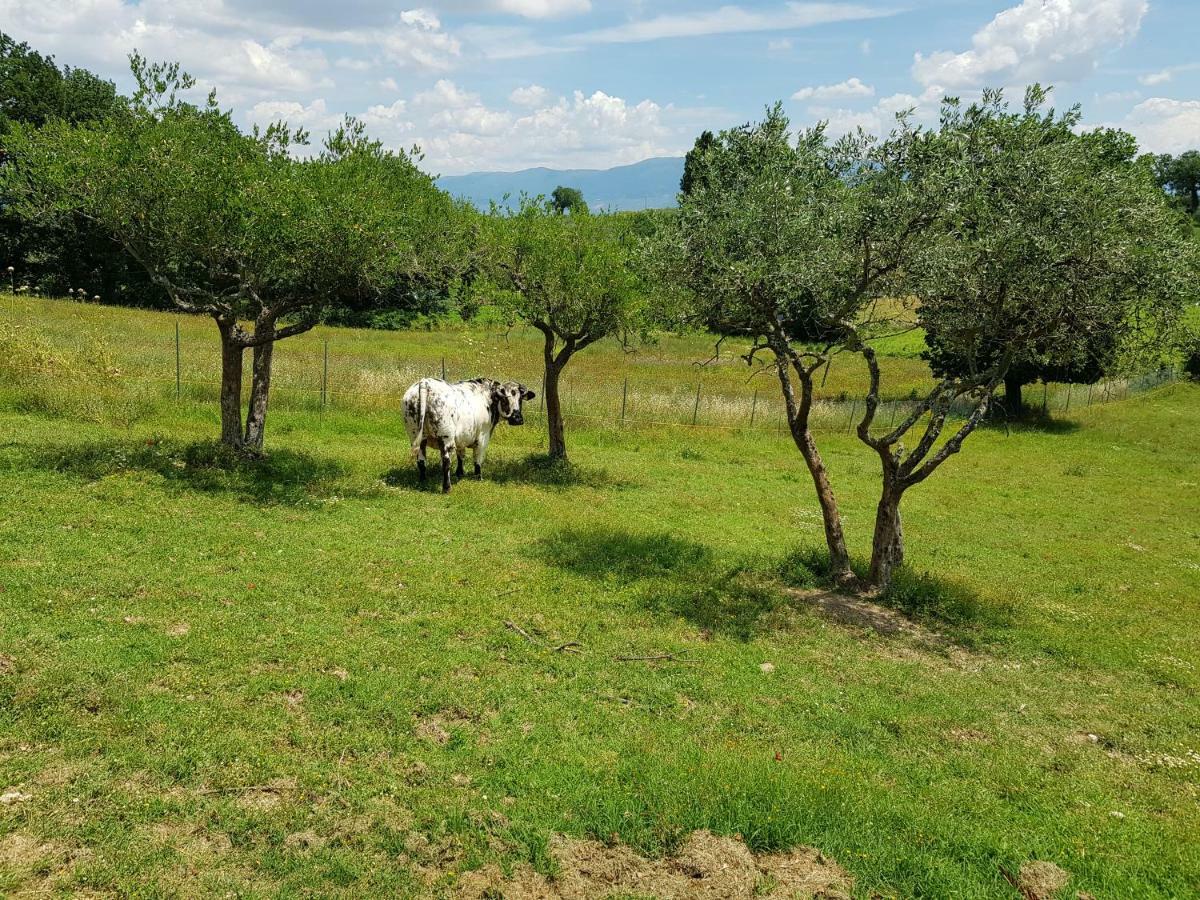 Agriturismo Arcobaleno Della Torretta Giano dellʼUmbria Exterior foto